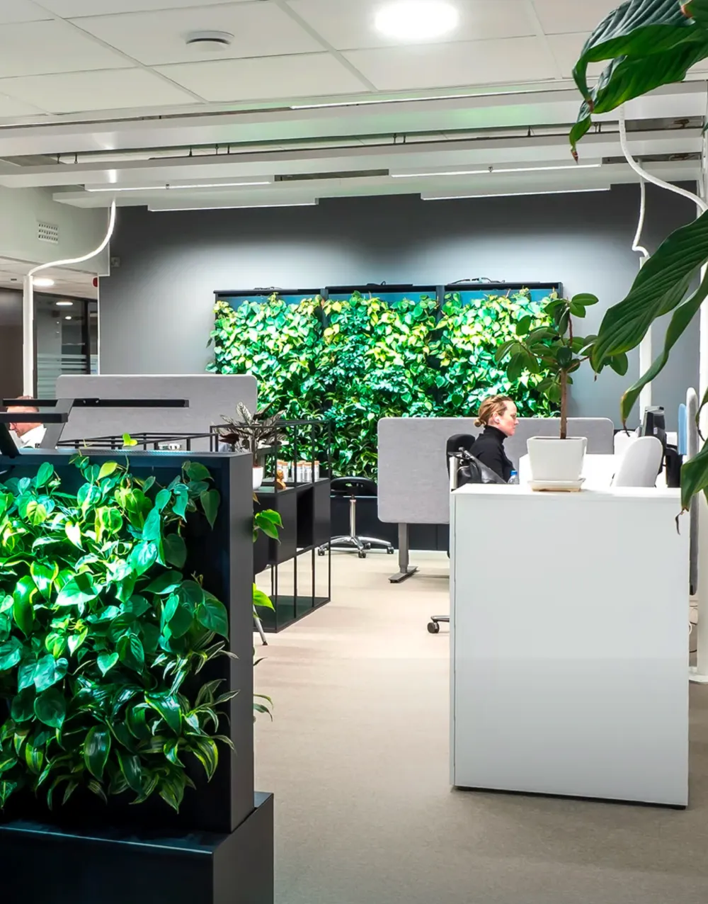 akustična zelena stena biofilia naava flow